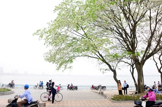 Nhìn từ xa, hoa sưa rất dễ nhận ra vì những cành hoa trắng muốt, nổi bật giữa chồi non lộc biếc xanh tươi của những loài cây khác.