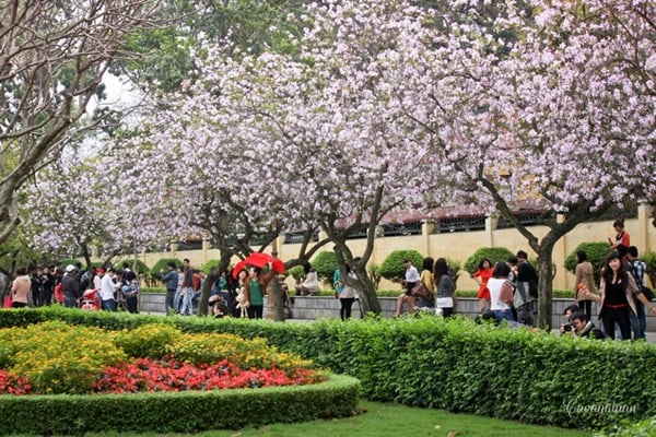 Hàng năm, cứ vào dịp cuối đông, đầu xuân là hoa ban lại nở rộ trên con đường Bắc Sơn (Hà Nội) khiến lòng người xuyến xao.
