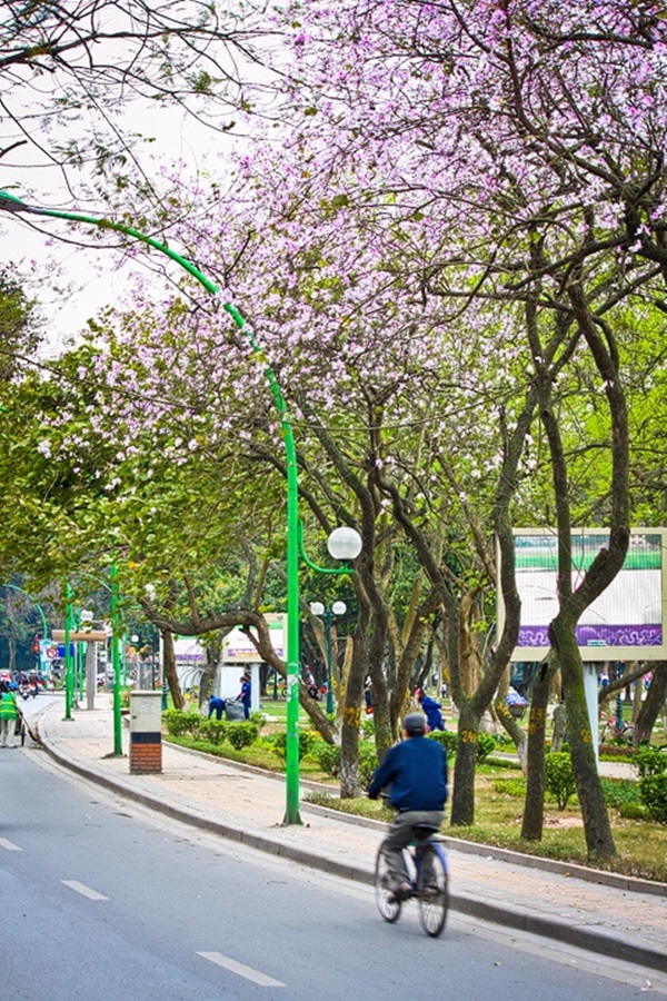 Những cánh hoa ban trắng muốt pha sắc tím hồng mang đến hương vị của miền rừng núi Tây Bắc giữa lòng Thủ đô.