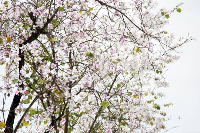 Ban trắng mang vẻ đẹp thuần khiết và có thể gọi là của 'hiếm' ở đây vì số lượng không nhiều.