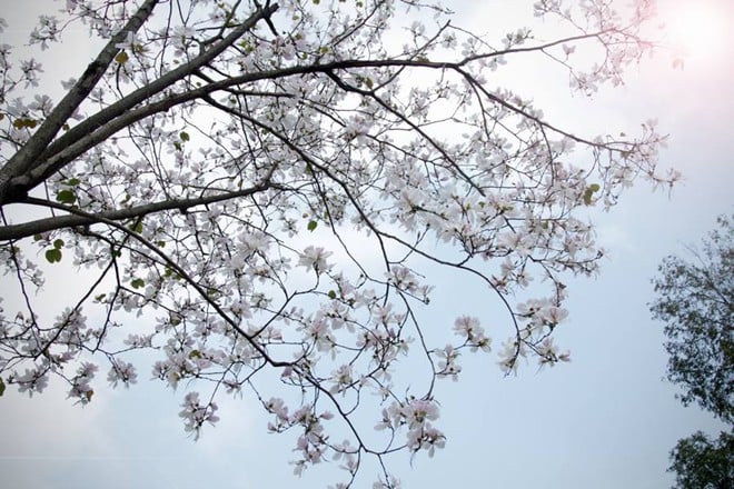 Ban trắng mang vẻ đẹp thuần khiết và có thể gọi là của 'hiếm' ở đây vì số lượng không nhiều.