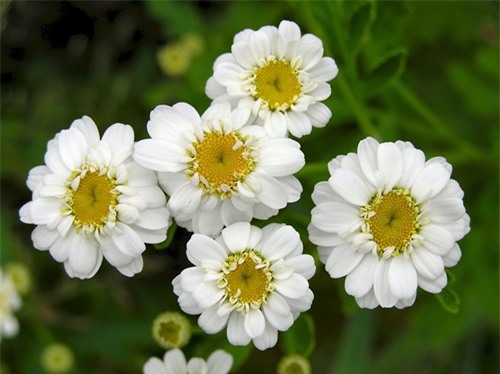 Cây cúc thanh nhiệt (Feverfew): Là loại thuốc kích thích các cơn co thắt tử cung.
