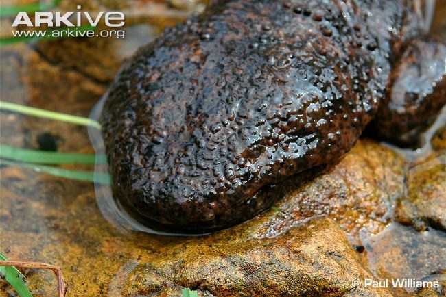 Đây là loài kỳ nhông quý hiếm, đang đứng trước nguy cơ tuyệt chủng.