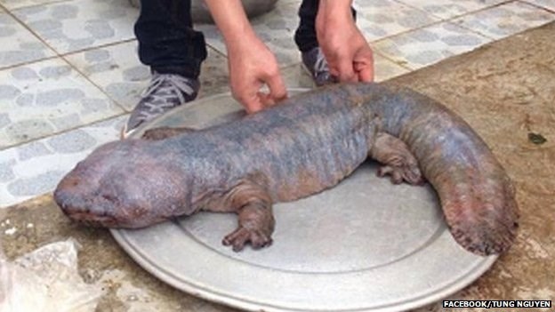 'Quái vật' phát hiện ở Vĩnh Phúc.