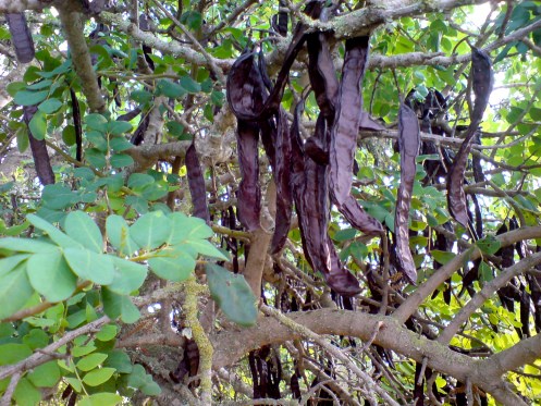 Nguồn gốc chính xác của cây Carob chưa được biết rõ, người ta tin rằng nó có nguồn gốc từ khu vực Đông Địa Trung Hải. Cây Carob đã được phát triển từ thời cổ đại ở hầu hết các nước thuộc lưu vực Địa Trung Hải.