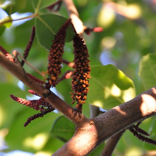 Cây Carob có tên khoa học là Ceratonia Siliqua. Đây là loài cây có hoa đực và cái, ngoài ra cũng có một số hoa lưỡng tính.