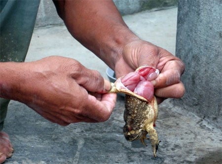 Cóc (Việt Nam): Do độc tố bufotoxin và một số chất khác có nhiều trong gan, trứng, da cóc, nếu không chế biến kỹ các độc tố này có thể sót lại và gây nguy hiểm cho người ăn.