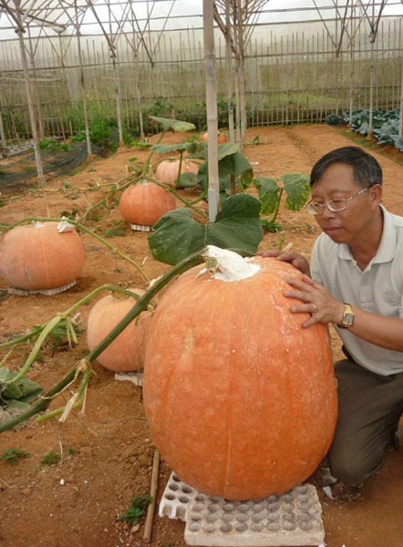 Ở Lâm Đồng từng xuất hiện quả bí ngô khổng lồ nặng 80kg, được thu hoạch tại vườn của Shbet111 slot, casino, thể thao, xổ số ông Lê Hữu Phan ở đường Hồ Xuân Hương, TP Đà Lạt. Quả nhỏ nhất cũng nặng trên 10kg, lớn nhất lên tới 80kg. Đây là giống bí ngô có nguồn gốc từ Mỹ.
