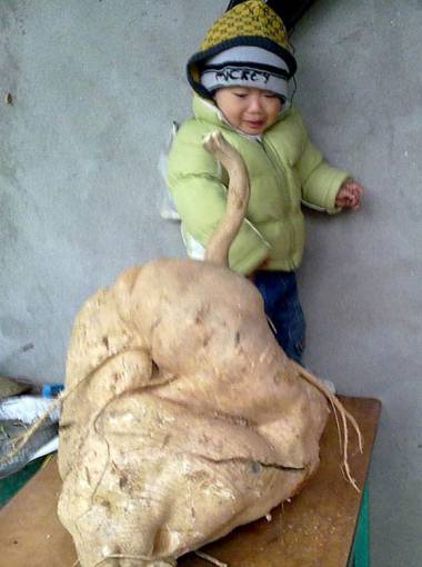 Nhà ông Trần Văn Hùng (Phong Châu, Việt Trì, Phú Thọ) cũng trồng được củ đậu to đột biến, nặng đến 35kg.