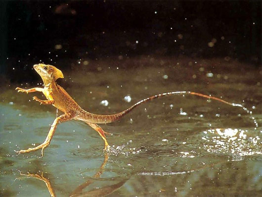 Thằn lằn Basilisk hay thằn lằn Chúa có khả năng vô cùng đáng kinh ngạc đó là… chạy như bay trên mặt nước. Loài thằn lằn độc đáo này sống chủ yếu trong khu rừng nhiệt đới Trung Mỹ.
