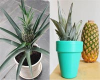Mẹo trồng cây dứa làm cảnh cực kỳ đơn giản từ quả dứa chín