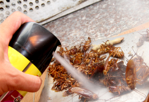 Đọc kỹ khuyến cáo và tránh tiếp xúc với các loại hóa chất diệt cỏ hoặc côn trùng.