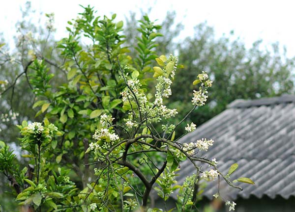 Không rõ tự khi nào, hoa bưởi lại khiến người ta nhớ nhung quê hương da diết đến vậy.