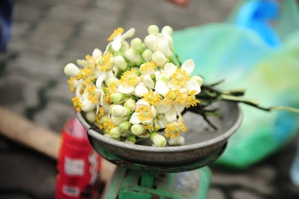Hoa bưởi sau những ngày mưa, không bị úng nước, tươi lâu hơn và hương thơm sâu hơn.
