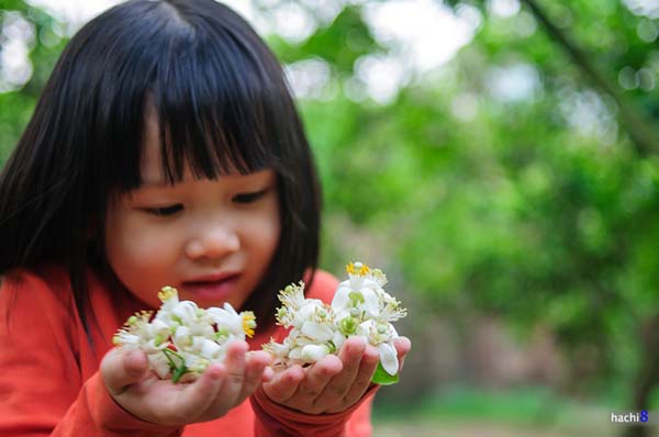 Hương bưởi thơm không gay gắt, không quá nồng mà thoang thoảng, dễ chịu.