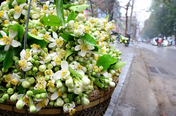 Hoa bưởi nồng nàn, tô sắc điểm hương thêm thắt đầy thi vị, trong cái mong manh của hoa ban, hoa sưa...những loài hoa gọi tên tháng Ba - Hà Nội.