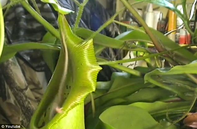 Con mồi của Nepenthes thường là côn trùng, tuy nhiên các loài động vật có xương sống nhỏ như chuột, chim và thằn lằn đôi khi cũng sẽ không nằm ngoài thực đơn của chúng.