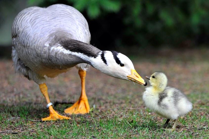 Là vật nuôi với vẻ ngoài dễ thương nhưng đến kỳ ấp trứng, ngỗng cái trở lên vô cùng hung dữ. Để bảo vệ những đứa con sắp chào đời, hễ thấy ai đi qua là ngỗng mẹ bay tới tấn công. Loài động vật này rất nguy hiểm với trẻ nhỏ.