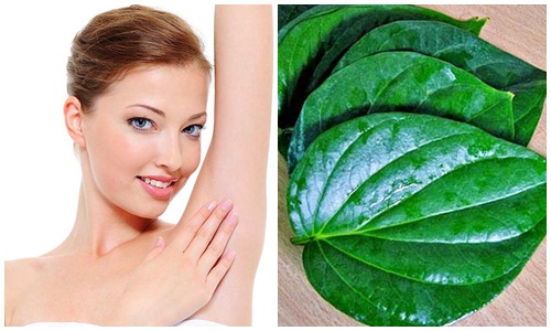 Trị hôi nách - lấy lá trầu không rửa sạch, giã cho nát nhuyễn sau đó chà xát vào nách mỗi khi tắm và cũng có thể lấy bã đó đắp vào vùng nách hàng ngày sẽ khử mùi hôi hiệu quả.