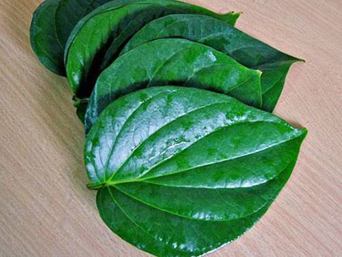 Khử trùng - trong lá trầu không có chứa các poly-phenol nên sẽ ngăn ngừa được sự tấn công của các loại mầm bệnh. Lượng polyphenol dồi dào này còn có tác dụng giảm đau khi Sh88bet đăng ký miễn phí đang bị viêm, sưng tấy.