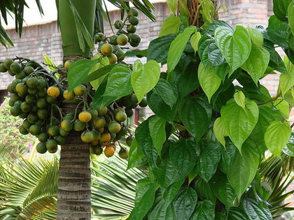 Tác dụng giảm đau hiệu nghiệm của lá trầu không giúp làm dịu các cơn đau nhanh chóng. Bạn có thể dùng loại lá này để giảm đau trong các trường hợp bị trầy, rách hay xước da, phát ban hay sưng viêm.