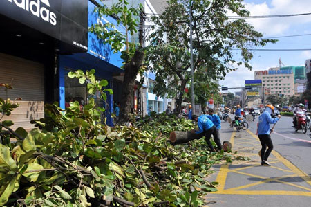 Hà Nội đốn hạ 6.700 cây xanh để làm gì?