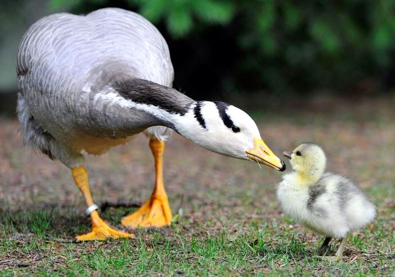 10 động vật vô cùng hung dữ mang vẻ ngoài đáng yêu khó tin