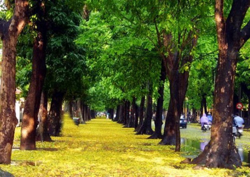 Sắc thu của Hà Nội.