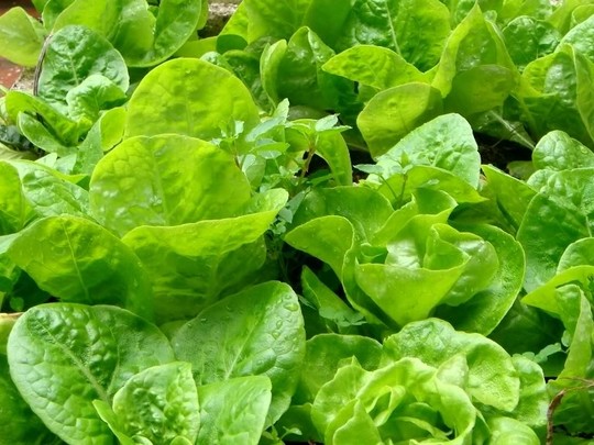 Xà lách được cho là có dụng giúp những người mất ngủ có lại được giấc ngủ ngon vì nó có lượng chất gây ngủ letucarium.