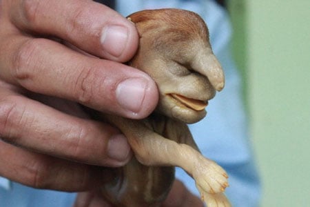 Đồng Nai: Chó đẻ ra