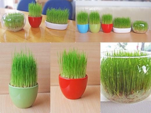 Cách trồng hành lá tại nhà ăn quanh năm