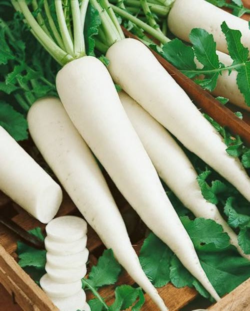 Đông y cũng cho rằng, củ cải có vị ngọt, hơi cay, đắng, tính bình, không độc, có tác dụng làm long đờm, trừ viêm, tiêu tích, lợi tiểu, tiêu ứ huyết, tán phong tà, trừ lỵ.
