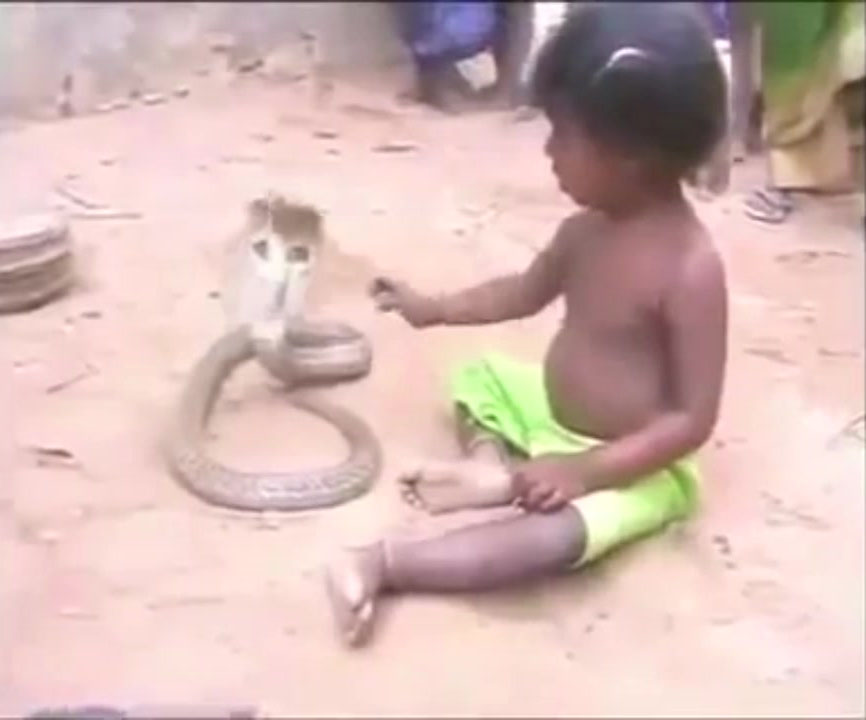 Kinh hãi cảnh em bé chơi đùa với rắn hổ mang