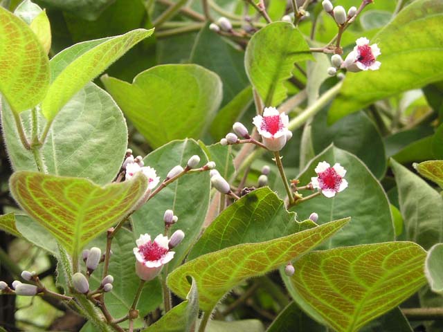 Lá mơ - lấy khoảng 20 – 30 gram lá mơ lông rửa sạch, giã nát, vắt lấy nước cốt uống một lần trong ngày. Kiên trì dùng sẽ có hiệu quả.