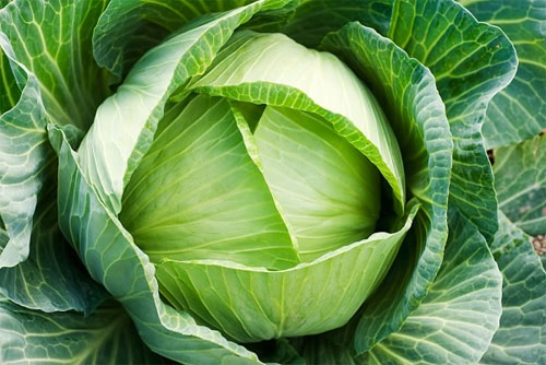 Ăn bắp cải giúp giảm quá trình lão hóa da đồng thời duy trì cân nặng.