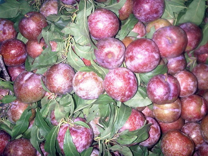 Mận mang lại một đôi mắt sáng nhờ hàm lượng cao vitamin A giúp ngăn ngừa thoái hóa điểm vàng và chống lại các vi khuẩn gây hại. Ăn mận đều đặn đã được chứng minh có tác động tích cực lên sức khỏe của đôi mắt.