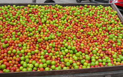 Ngăn ngừa ung thư - sự hiện diện của vitamin A và C, những chất chống ô-xy hóa mạnh mẽ, trong mận giúp chế ngự các gốc tự do, là nguyên nhân gây nên những tổn hại ở các tế bào do bị ô-xy hóa, làm gia tăng nguy cơ ung thư.