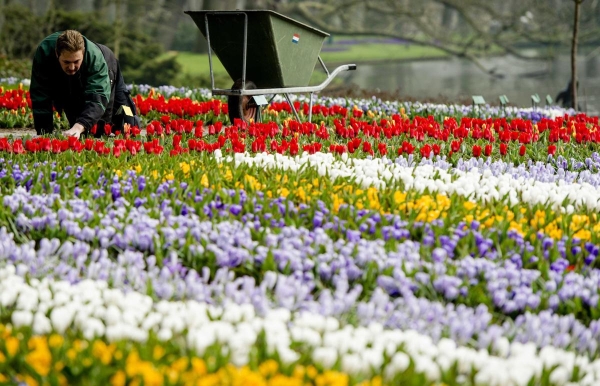 Người làm vườn chăm sóc hoa tulip tại công viên hoa lớn thứ 2 thế giới Keukenhof ở Lisse, Hà Lan ngày 17/3.