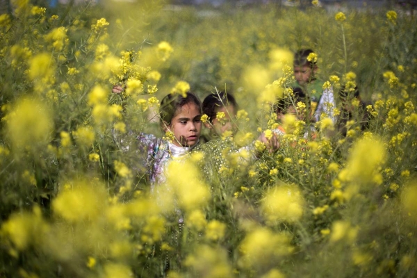 Trẻ em Palestine hái hoa cải dải trên những vùng đất thuộc dải Gaza ngày 20/3.