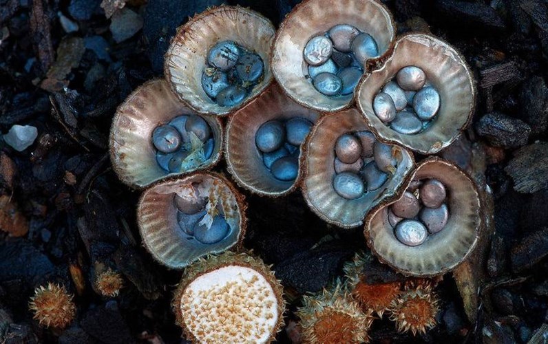 Nấm Cyathus Striatus trông không khác gì vỏ sò khảm xà cừ.