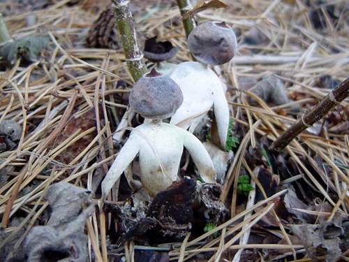 Nấm hình người là một loài nấm mới, được đặt tên khoa học là Geastrum britannicum.