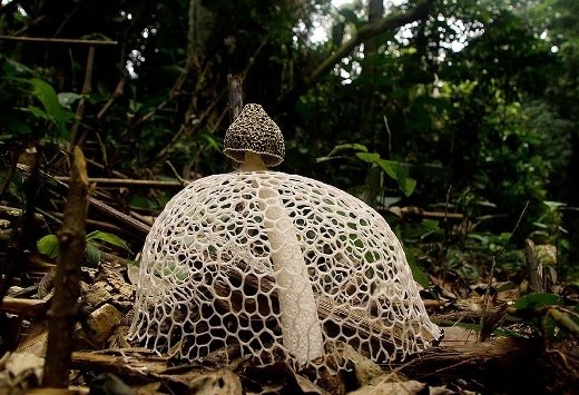 Nấm báo mưa Phallus Indusiatus có 'bộ váy' xuyên thấu rất gợi cảm.