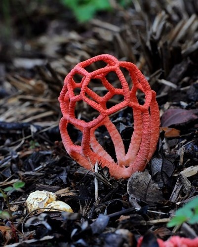 Nấm Clathrus Ruber với màu sắc rực rỡ và kết cấu hình học trông chẳng khác nào mô hình các phân tử hóa hóa học.