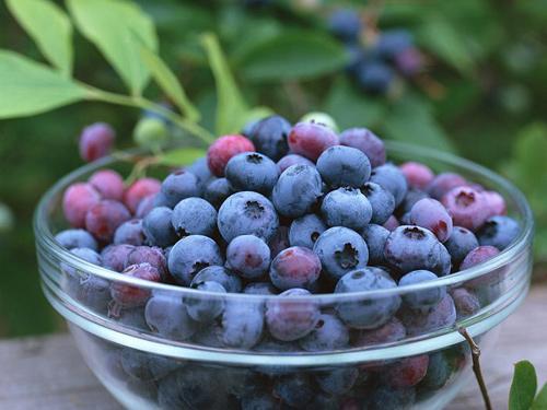 Việt quất là những loại quả đều chứa nhiều sắc tố màu tím anthocyanin.