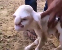 Kỳ lạ chú cừu có gương mặt giống người