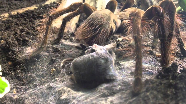 Nhện ăn chim Goliath có tên khoa học là Theraphosa blondi.