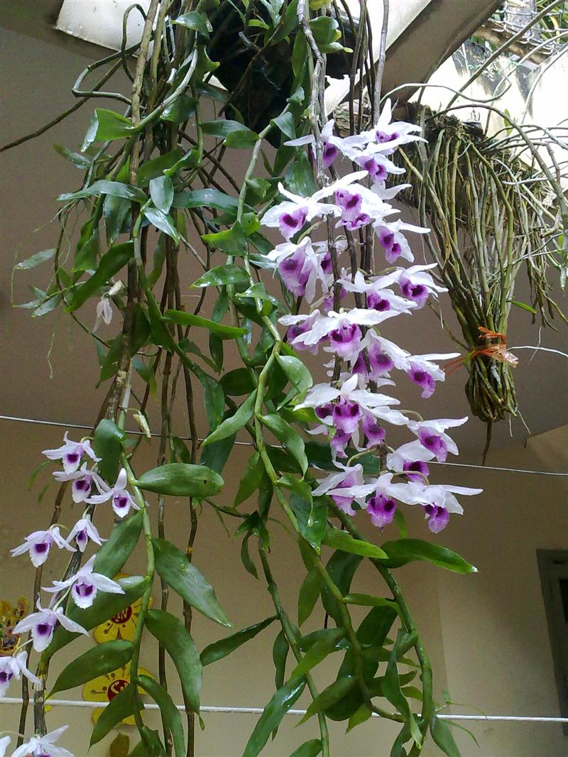 Đây là một loài lan trong chi Lan hoàng thảo.