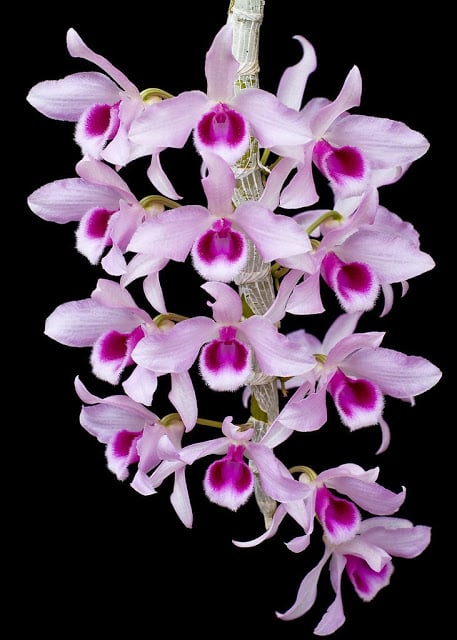 Một trong nhiều cây lai của lan giả hạc Hawaii.