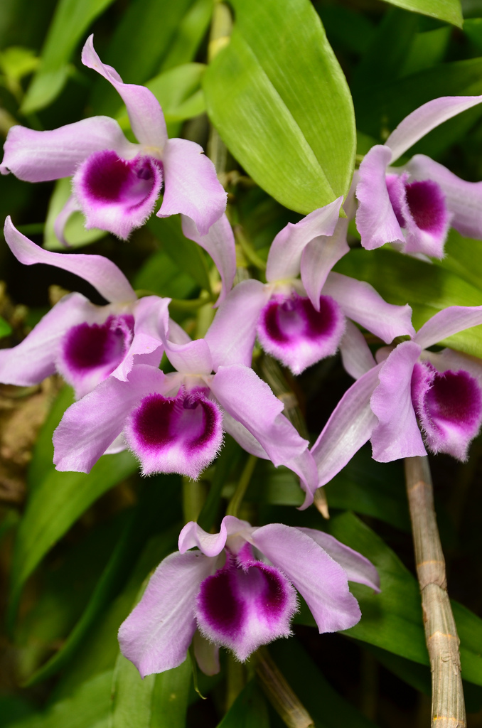 Hoa lan giả hạc có tên khoa học là Dendrobium anosmum.
