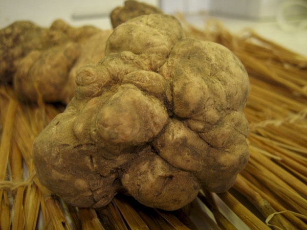 Đắt nhất: Một cây nấm trắng Truffle của chuyên gia săn nấm Cristiano Savini đã được đem bán đấu giá và được mua với mức giá 330.000 USD, chính thức xác nhận kỉ lục thực phẩm đắt nhất thế giới cho đến thời điểm hiện tại.